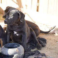 Ebony M, a male American Mastiff for sale in Maricopa, AZ – Photo 6 of 9