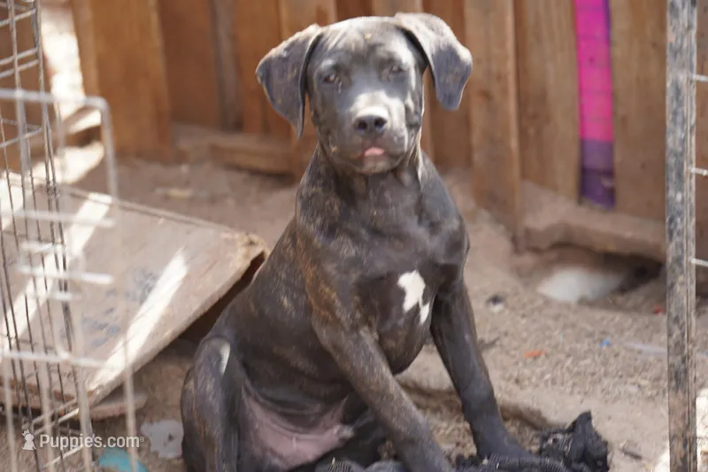 Ebony M – American Mastiff puppy for sale in Maricopa, AZ