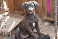 Ebony M, a male American Mastiff for sale in Maricopa, AZ – 4 of 7