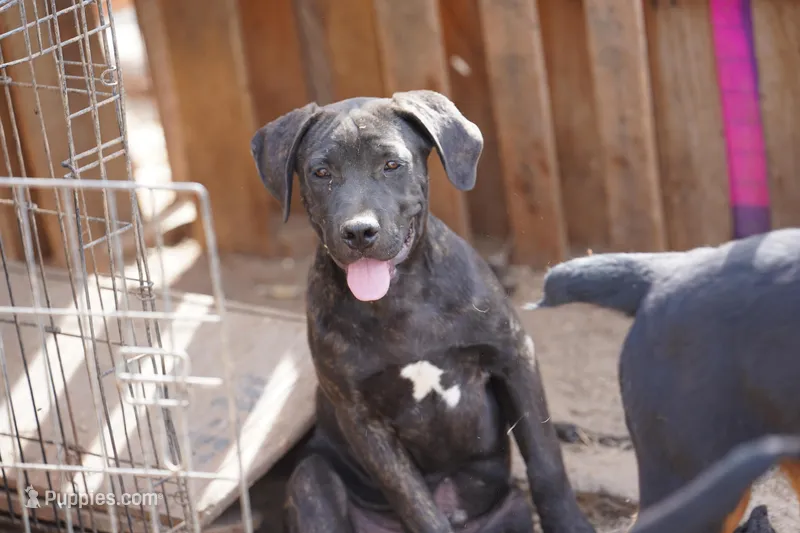 Ebony M – American Mastiff puppy for sale in Maricopa, AZ
