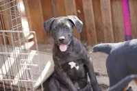 Ebony M, a male American Mastiff for sale in Maricopa, AZ – 1 of 7