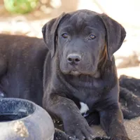 Ebony M, a male American Mastiff for sale in Maricopa, AZ – Photo 5 of 9