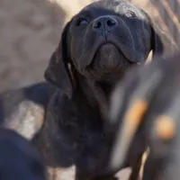 Ebony M, a male American Mastiff for sale in Maricopa, AZ – Photo 8 of 9