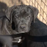 Ebony M, a male American Mastiff for sale in Maricopa, AZ – Photo 2 of 9