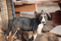 Doberdane Tri-color F, a female Doberman Pinscher and Great Dane for sale in Maricopa, AZ – 4 of 10