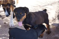 Vermithor, a male Rottweiler for sale in Maricopa, AZ – 7 of 8