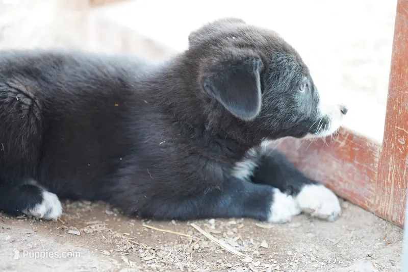 McNabsky F blu eye – Siberian Husky, McNab Shepherd puppy for sale in Maricopa, AZ