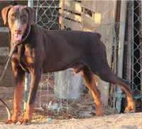 Diabla F1, a female Doberman Pinscher for sale in Maricopa, AZ – 4 of 4