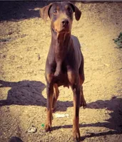 Diabla M1, a male Doberman Pinscher for sale in Maricopa, AZ – 3 of 4