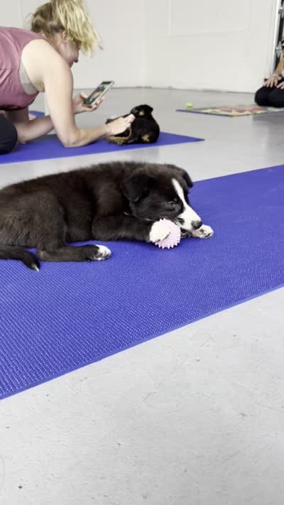 McNabsky (BlueEye), a female Siberian Husky and McNab Shepherd for sale in Maricopa, AZ – 6 of 10