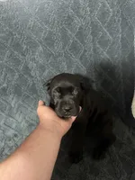 Blue collar Male, a male Cane Corso for sale in Laurinburg, NC – 2 of 5