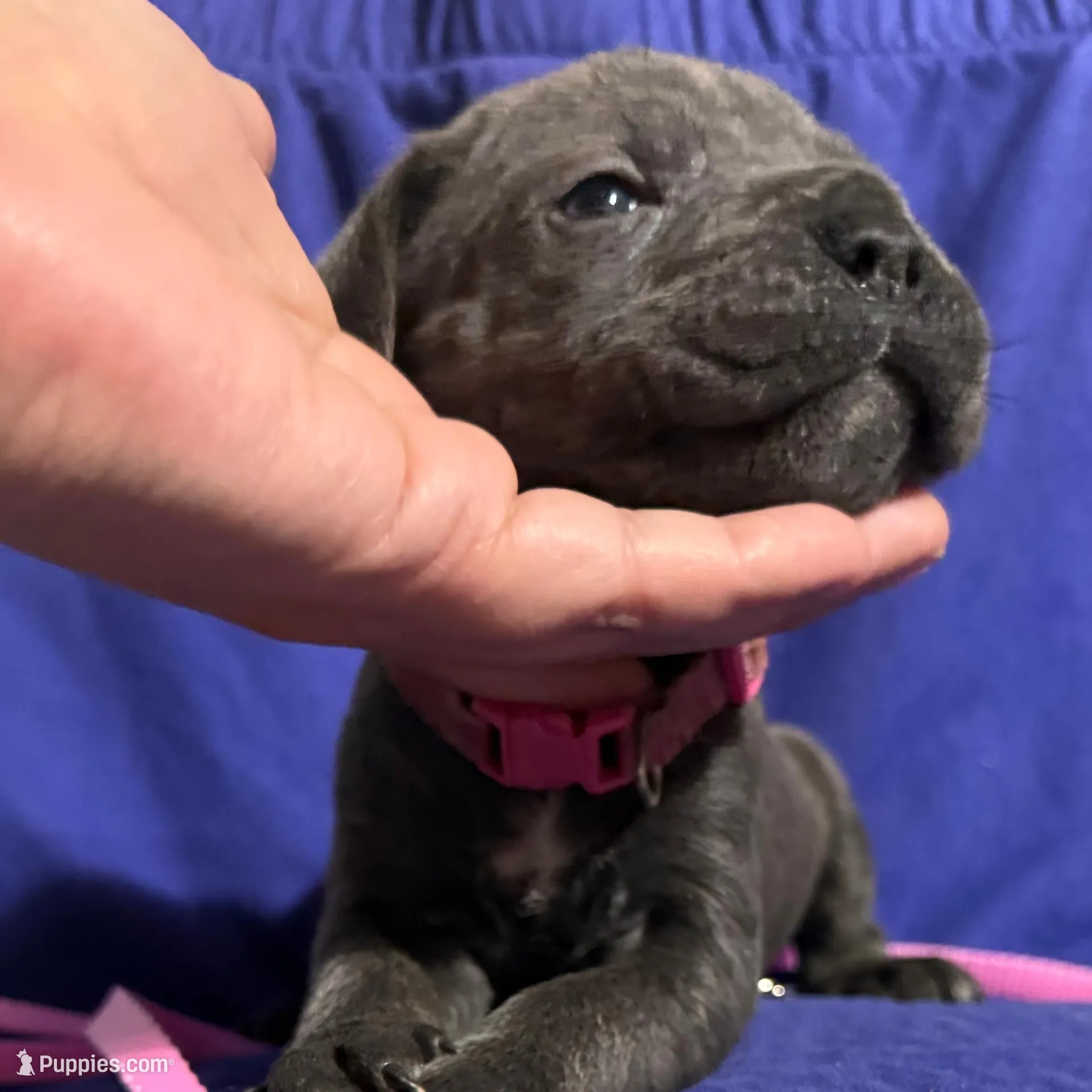 Wind, a male Cane Corso for sale in Laurinburg, NC – Photo 3 of 3