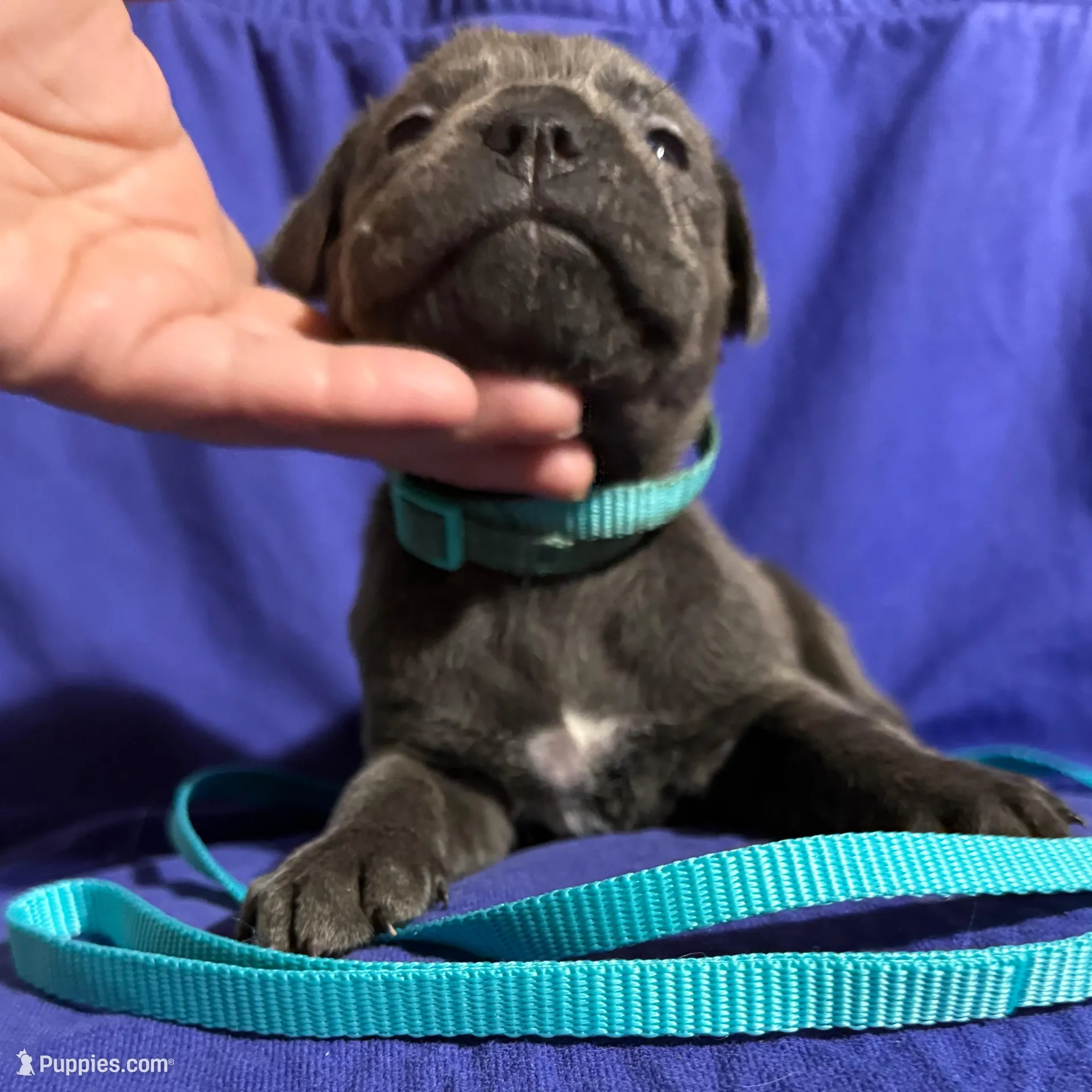 Sunny, a female Cane Corso for sale in Laurinburg, NC – Photo 5 of 5