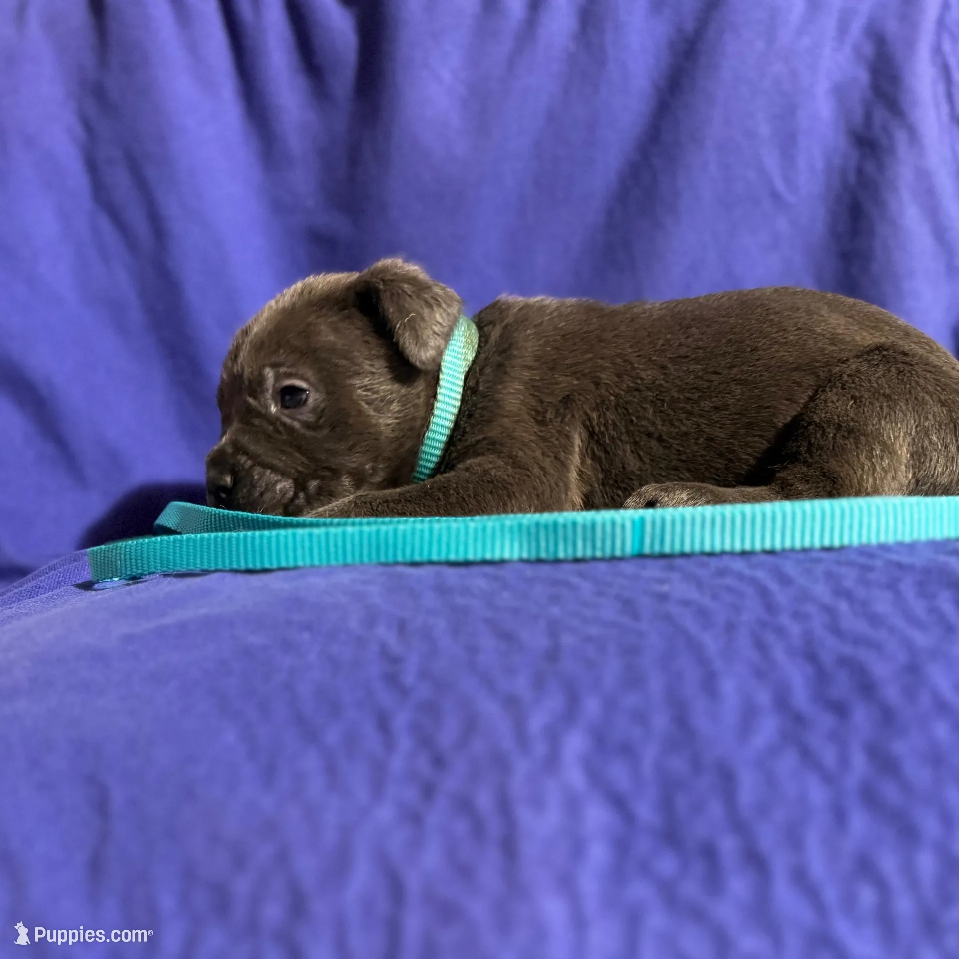 Sunny, a female Cane Corso for sale in Laurinburg, NC – Photo 3 of 5