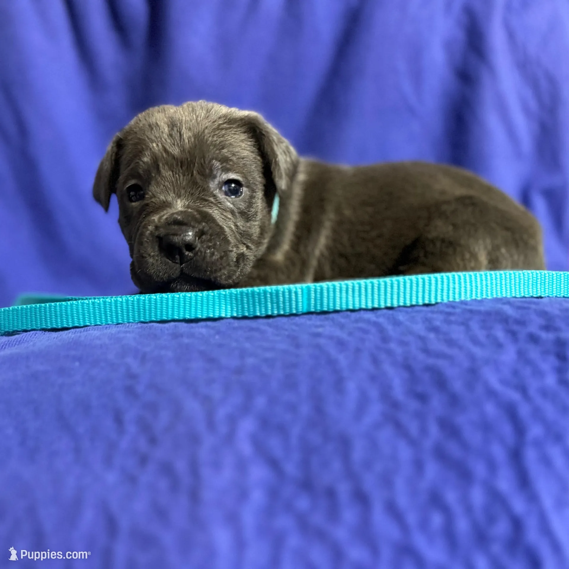 Sunny, a female Cane Corso for sale in Laurinburg, NC – Photo 2 of 5