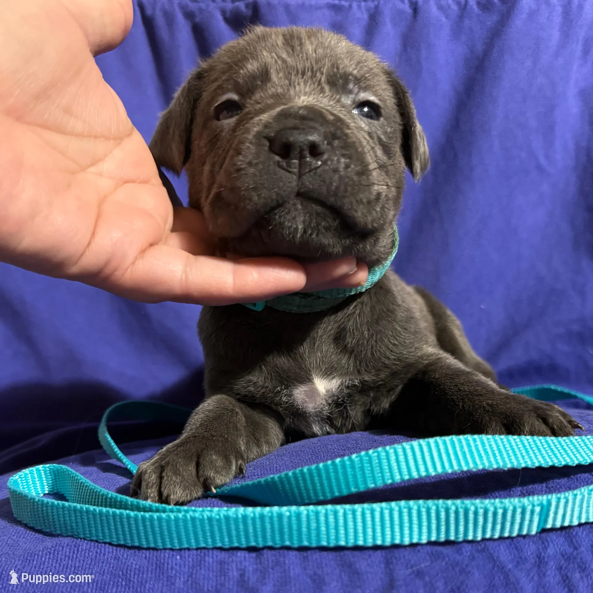 Sunny, a female Cane Corso for sale in Laurinburg, NC – Photo 4 of 5