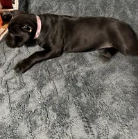 Pink Colar Female, a female Cane Corso for sale in Laurinburg, NC – 4 of 5