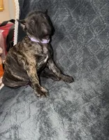Lilac Colar Female, a female Cane Corso for sale in Laurinburg, NC – 2 of 5