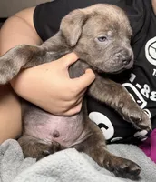 Lightning , a male Cane Corso for sale in Laurinburg, NC – Photo 7 of 8