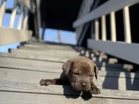 Lightning , a male Cane Corso for sale in Laurinburg, NC – Photo 6 of 8