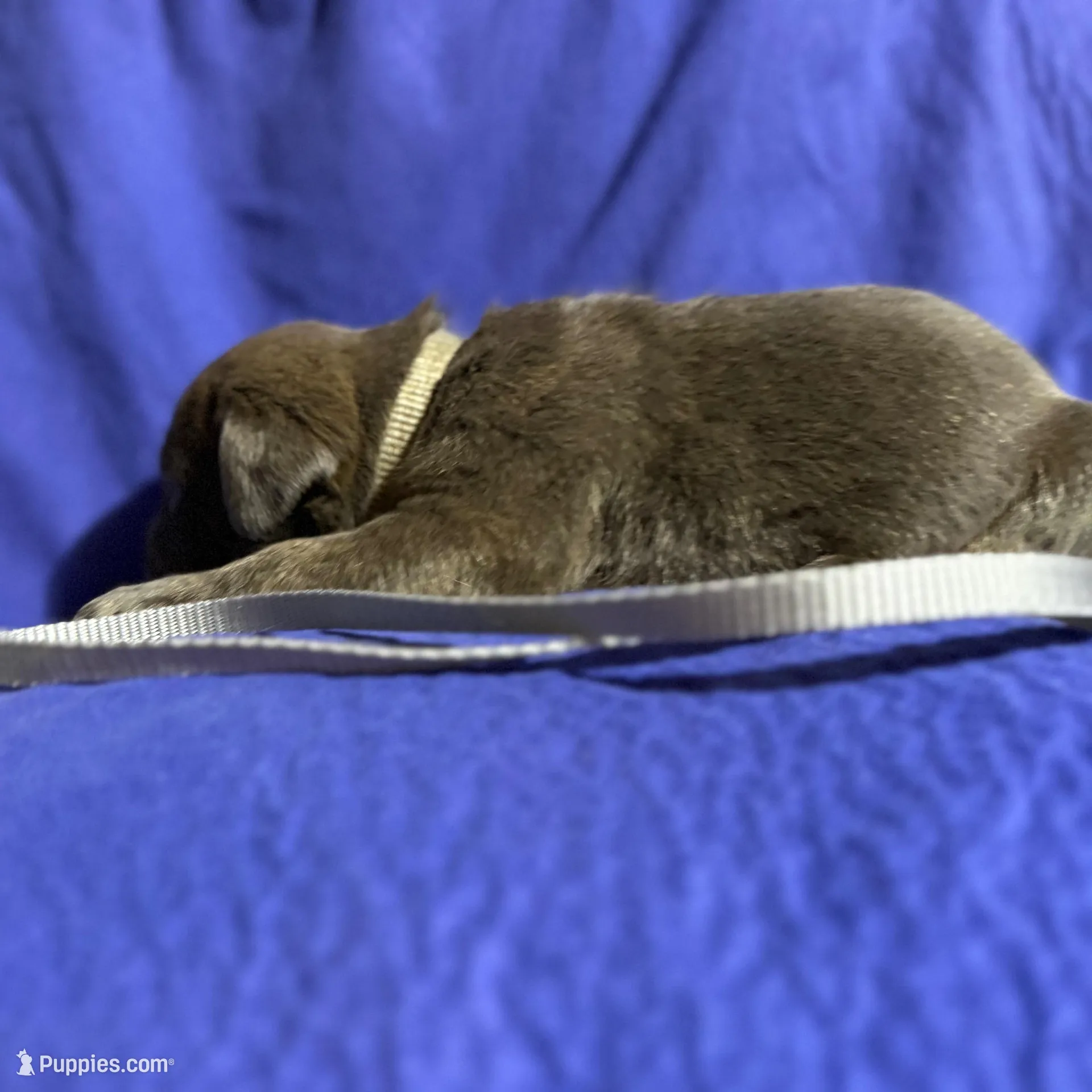 Lightening , a male Cane Corso for sale in Laurinburg, NC – Photo 2 of 4
