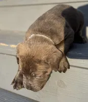 Lightning , a male Cane Corso for sale in Laurinburg, NC – Photo 3 of 8