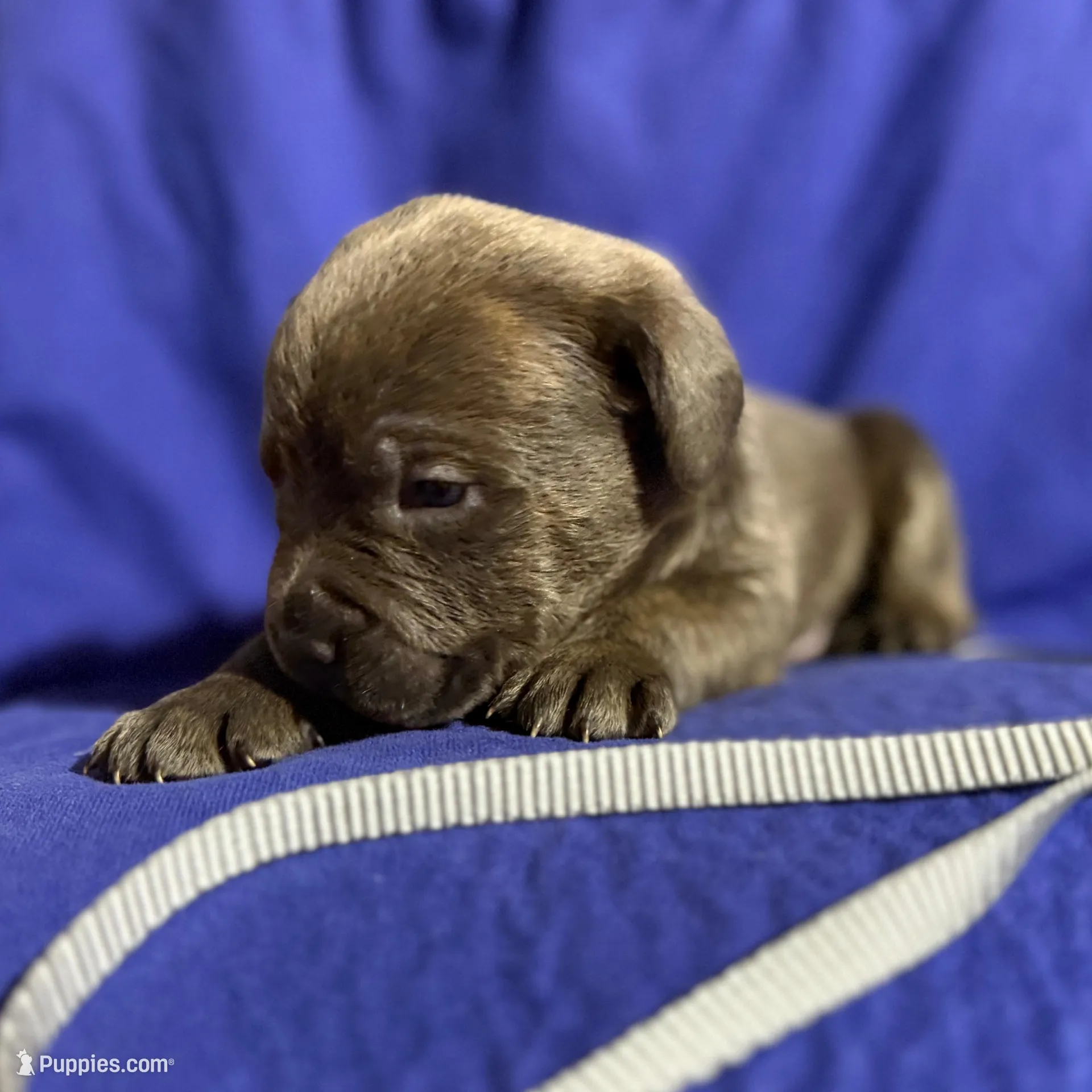 Lightening , a male Cane Corso for sale in Laurinburg, NC – Photo 3 of 4