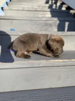 Lightning , a male Cane Corso for sale in Laurinburg, NC – Photo 8 of 8