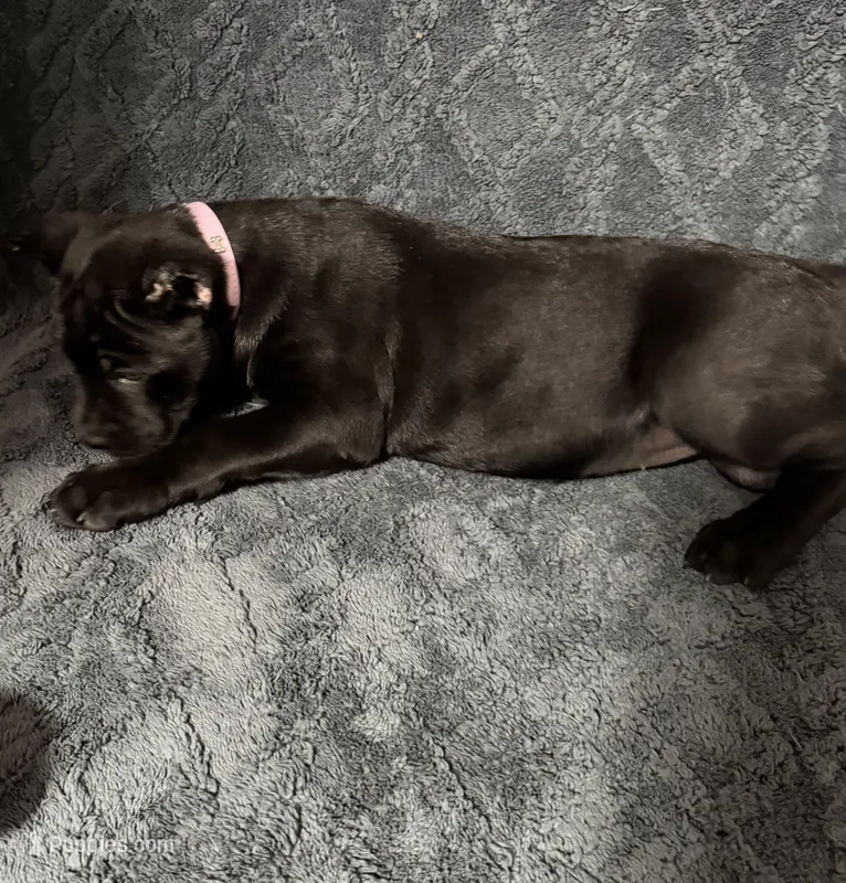 Pink Colar Female – Cane Corso puppy for sale in Laurinburg, NC