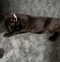 Pink Colar Female, a female Cane Corso for sale in Laurinburg, NC – 1 of 5