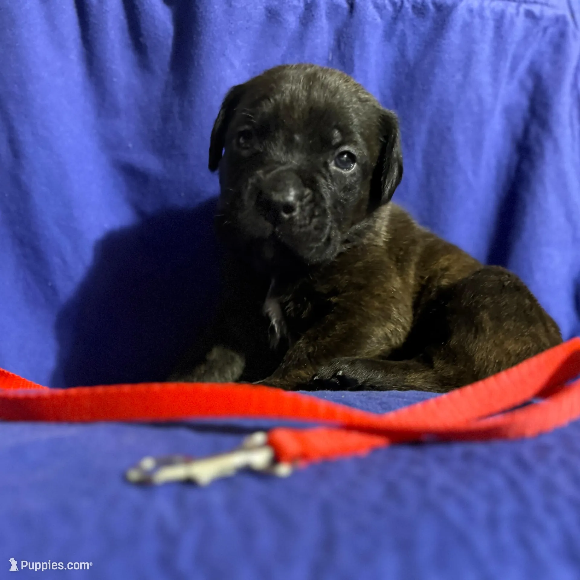 Sandstorm, a male Cane Corso for sale in Laurinburg, NC – Photo 2 of 5