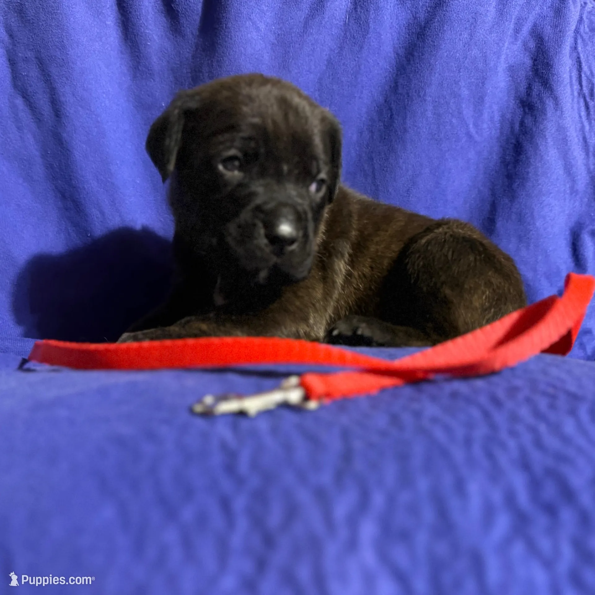 Sandstorm, a male Cane Corso for sale in Laurinburg, NC – Photo 5 of 5