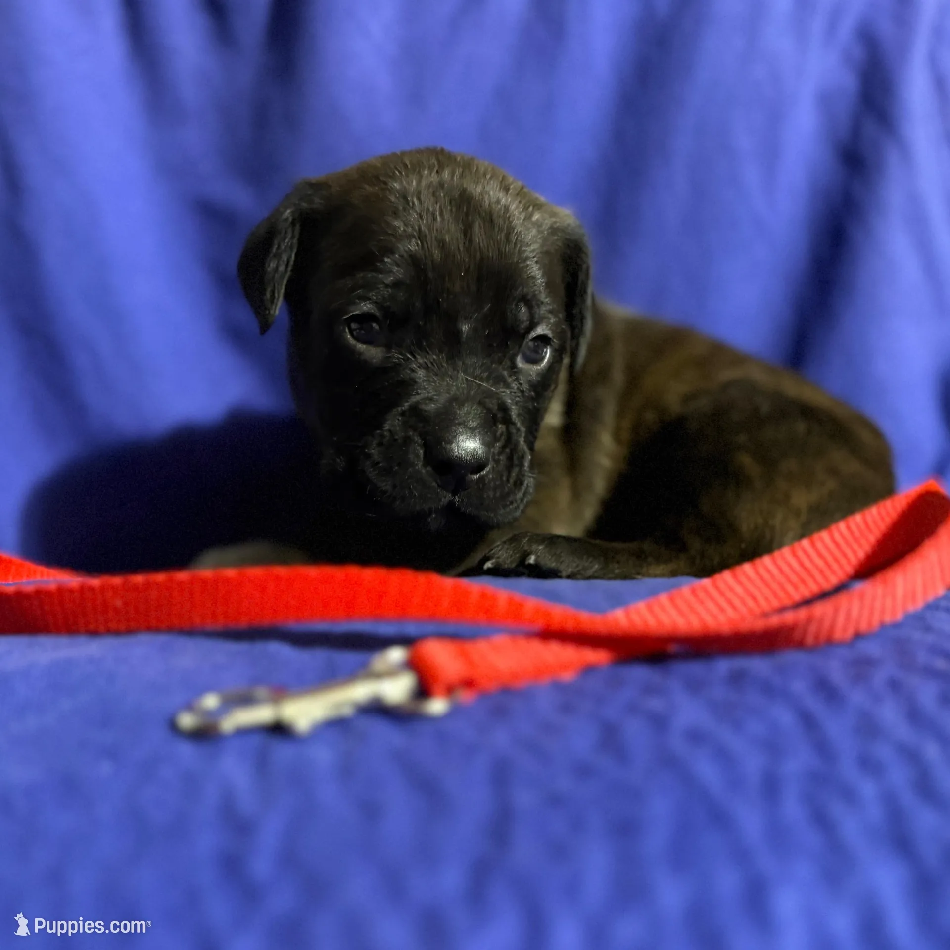 Sandstorm, a male Cane Corso for sale in Laurinburg, NC – Photo 4 of 5