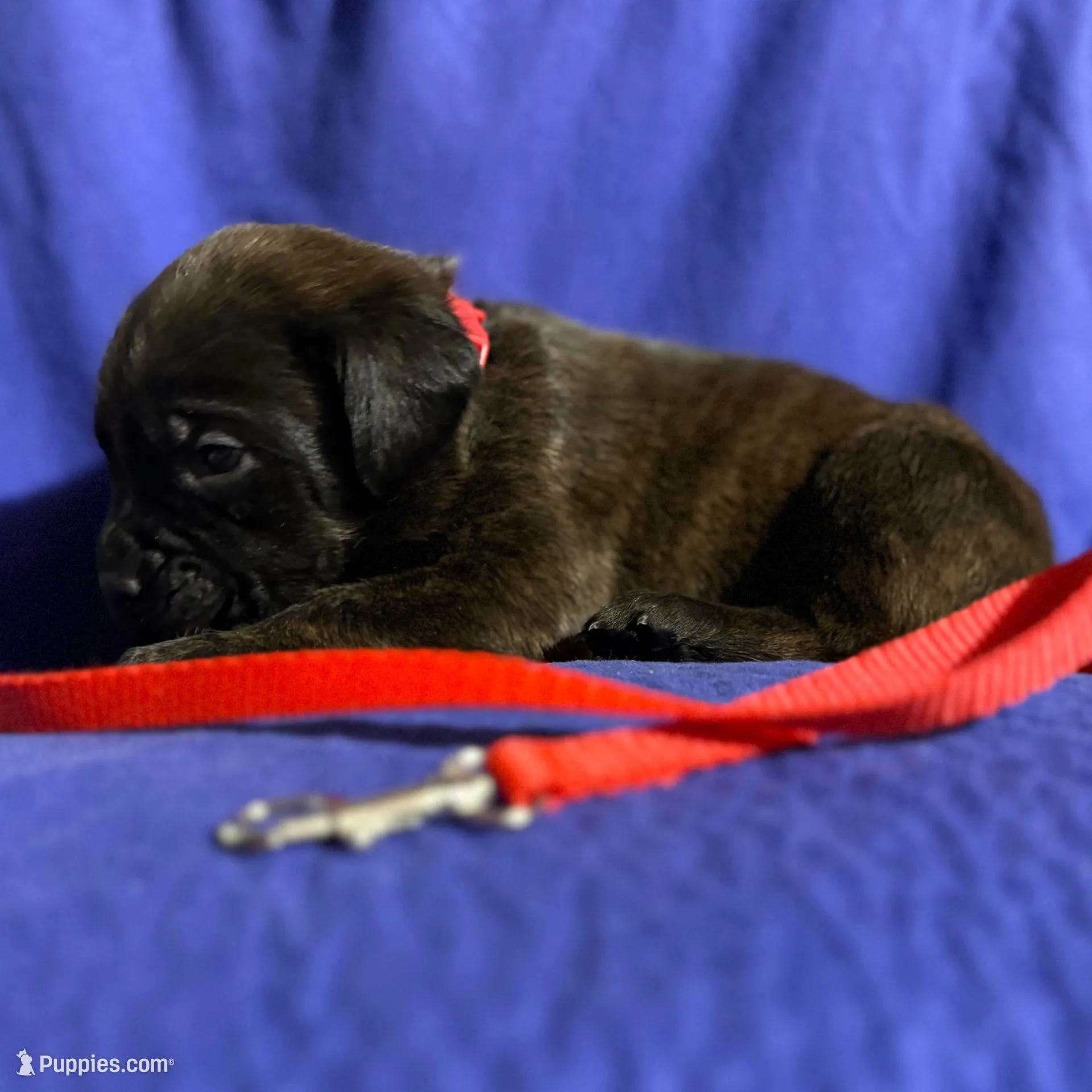 Sandstorm, a male Cane Corso for sale in Laurinburg, NC – Photo 3 of 5