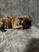Lilac Colar Female, a female Cane Corso for sale in Laurinburg, NC – 4 of 5