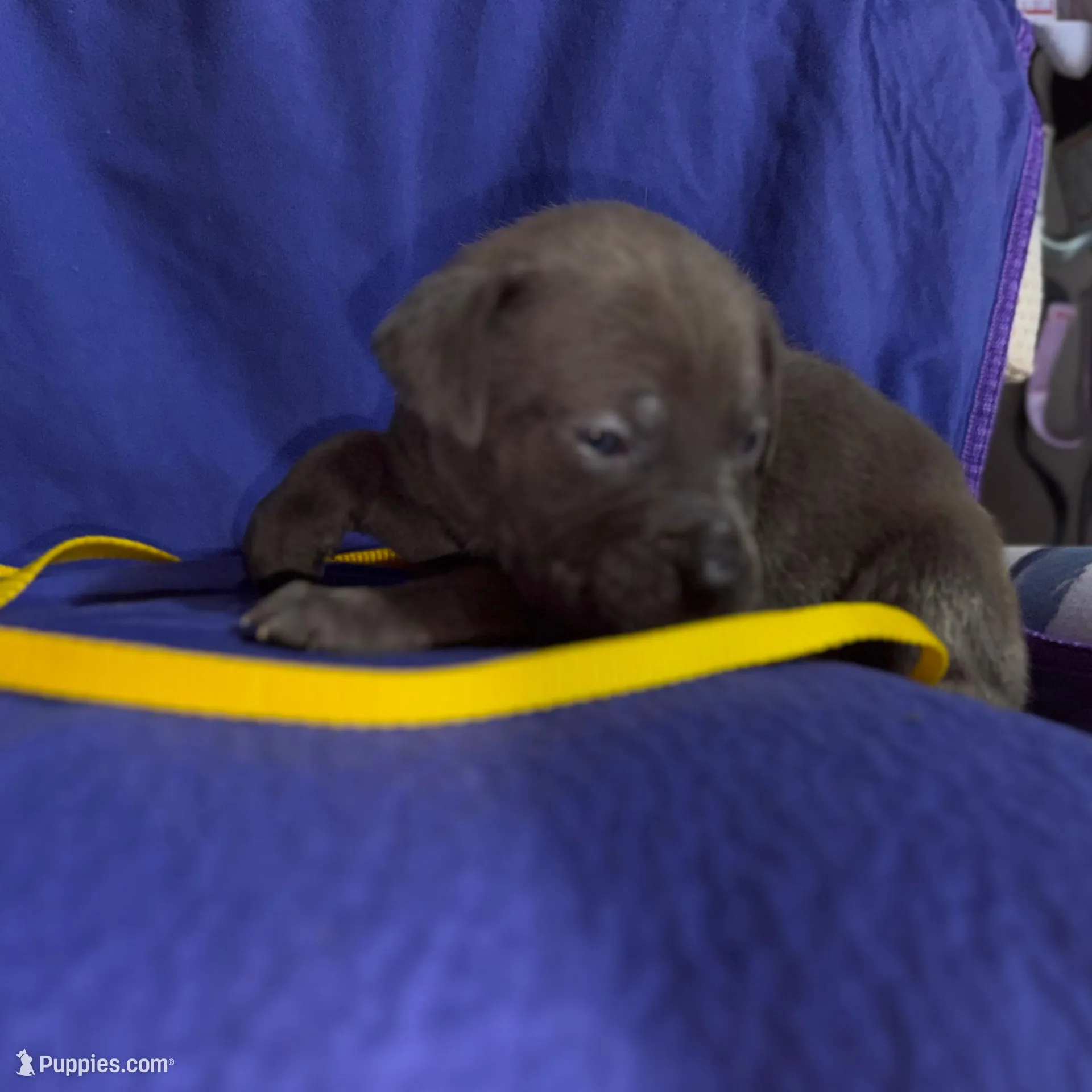 Fog, a male Cane Corso for sale in Laurinburg, NC – Photo 2 of 4