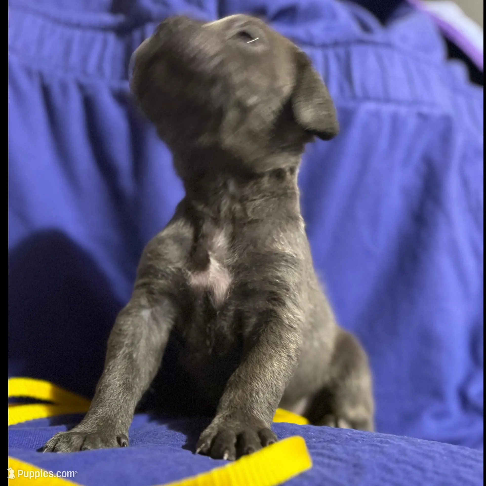 Fog, a male Cane Corso for sale in Laurinburg, NC – Photo 3 of 4