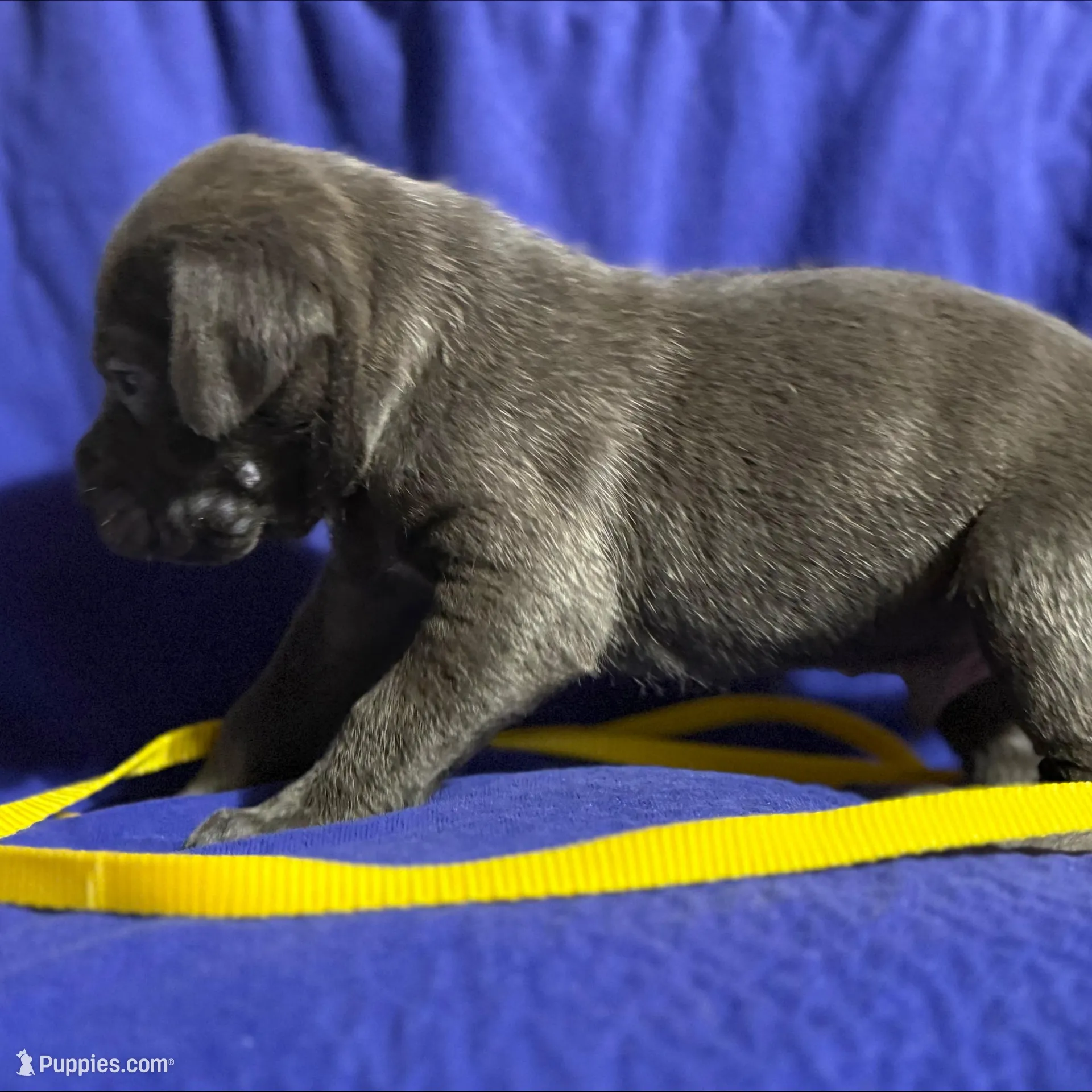 Fog, a male Cane Corso for sale in Laurinburg, NC – Photo 4 of 4