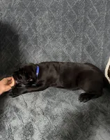 Blue collar Male, a male Cane Corso for sale in Laurinburg, NC – 3 of 5