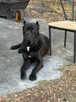 Green Colar Male, a male Cane Corso for sale in Laurinburg, NC – 5 of 5