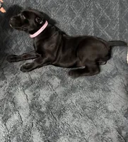 Pink Colar Female, a female Cane Corso for sale in Laurinburg, NC – 2 of 5