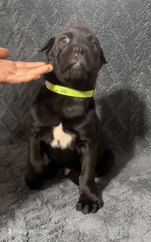 Green Colar Male – Cane Corso puppy for sale in Laurinburg, NC