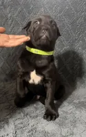 Green Colar Male, a male Cane Corso for sale in Laurinburg, NC – 1 of 5