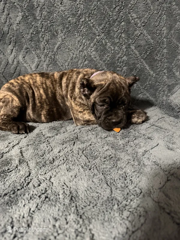 Lilac Colar Female – Cane Corso puppy for sale in Laurinburg, NC