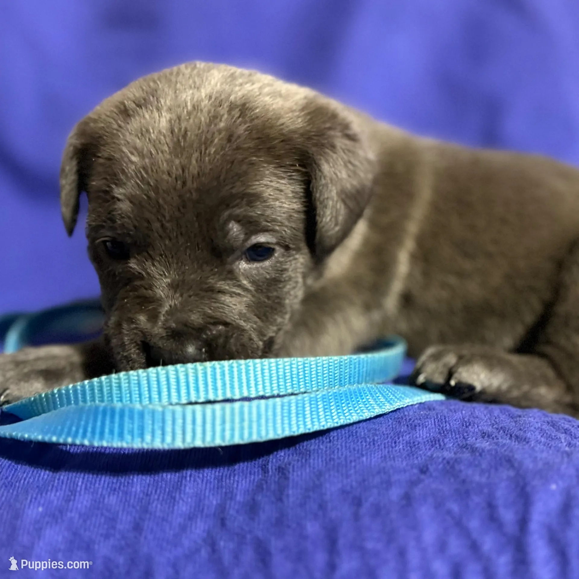 Hurricane, a male Cane Corso for sale in Laurinburg, NC – Photo 4 of 4