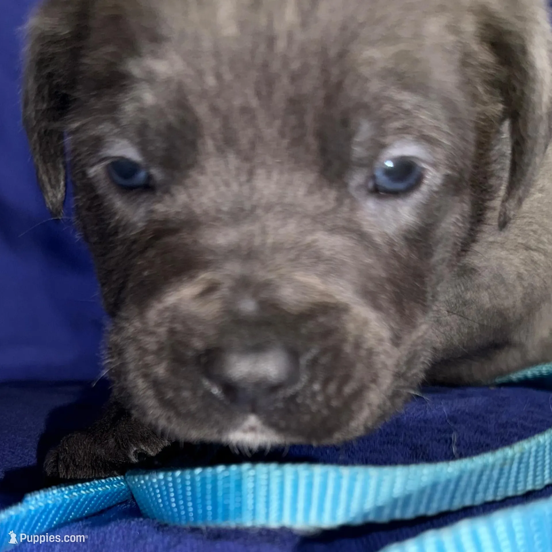 Hurricane, a male Cane Corso for sale in Laurinburg, NC – Photo 2 of 4