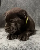 Green Colar Male, a male Cane Corso for sale in Laurinburg, NC – 3 of 5