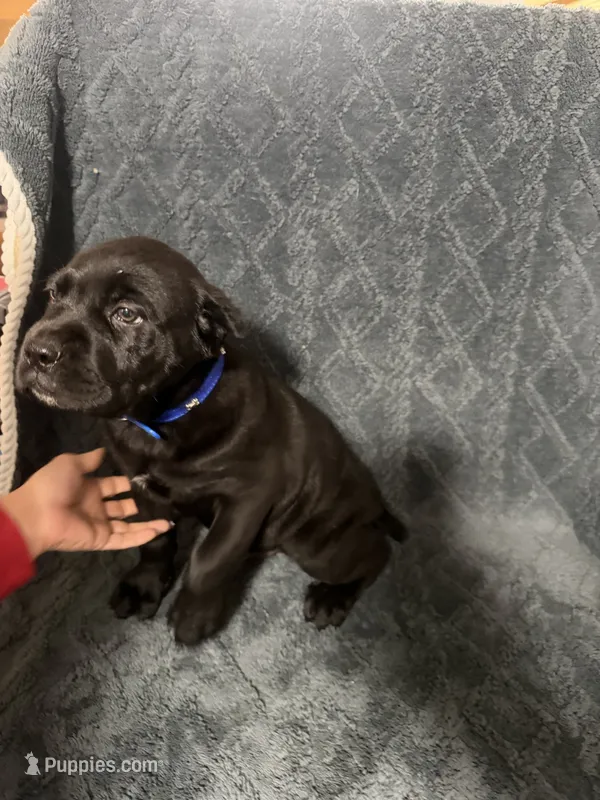 Blue collar Male – Cane Corso puppy for sale in Laurinburg, NC