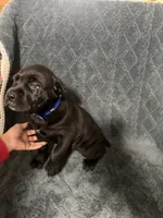 Blue collar Male, a male Cane Corso for sale in Laurinburg, NC – 1 of 5