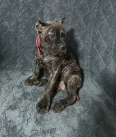Hot pink colar, a female Cane Corso for sale in Laurinburg, NC – 1 of 5